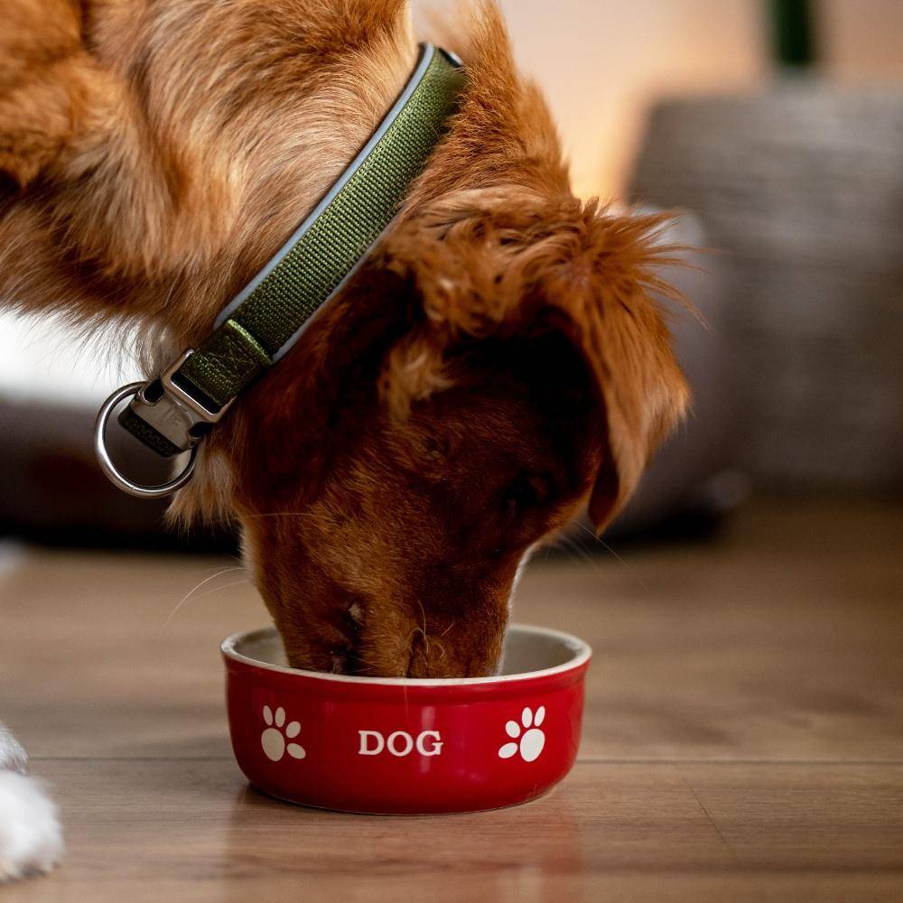 Nobby Keramiknapf DOG – weitere Ansicht
