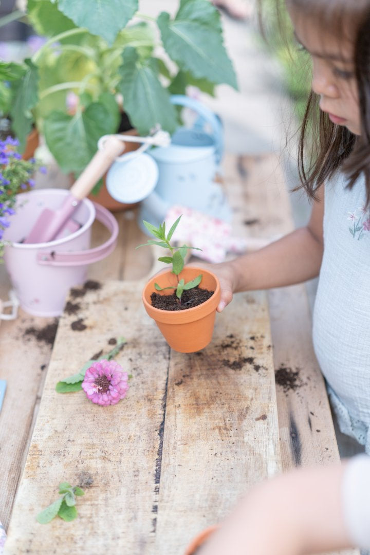 Rosa Garteneimer Fairy Garden – weitere Ansicht